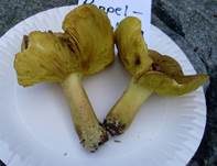 Pappel-Grünling, Foto 19