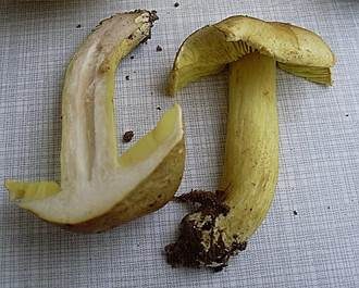 Pappel-Grünling, Foto 4