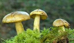 Pappel-Grünling, Foto 7