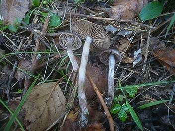 Pappel-Gürtelfuß, Foto 3