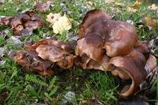 Pappelritterling, Foto 7