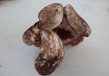 Pappelritterling, Foto 11