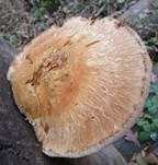 Pappelschüppling, Foto 39