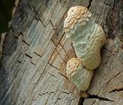 Pappelschüppling, Foto 6