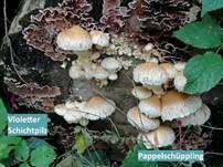 Pappelschüppling, Foto 43