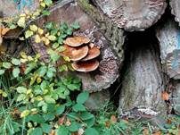 Pappelschüppling, Foto 46