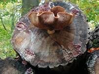 Pappelschüppling, Foto 47