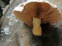 Pappelschüppling, Foto 48