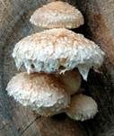 Pappelschüppling, Foto 50