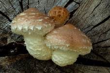 Pappelschüppling, Foto 7