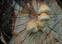 Pappelschüppling, Foto 8