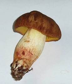 Blasshütiger Röhrling, Foto 2