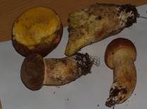 Blasshütiger Röhrling, Foto 20