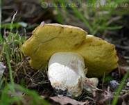 Blasshütiger Röhrling, Foto 33