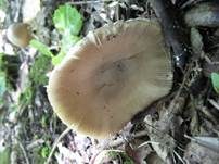 Pappel-Streifling, Foto 5