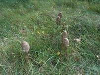 Parasol, Foto 24