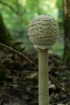 Parasol, Foto 30