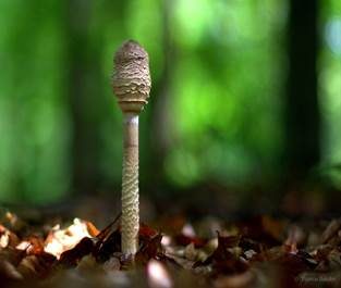 Parasol, Foto 5