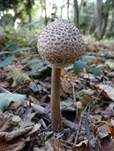 Parasol, Foto 37