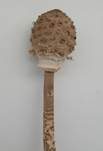 Parasol, Foto 47