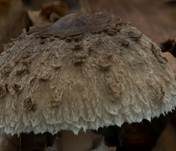 Parasol, Foto 49