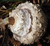 Parasol, Foto 64