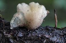 Pelziger Muscheling, Foto 5