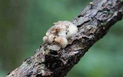 Pelziger Muscheling, Foto 6