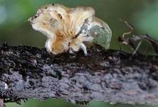 Pelziger Muscheling, Foto 8
