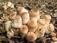 Perlhuhn-Egerlingsschirmpilz, Foto 12