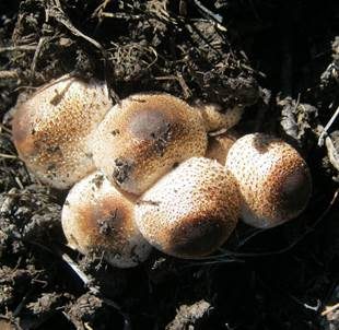 Perlhuhn-Egerlingsschirmpilz, Foto 5