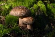 Perlpilz, Foto 34