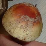 Perlpilz, Foto 42