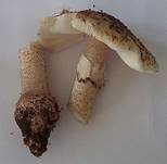 Perlpilz, Foto 46
