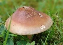 Perlpilz, Foto 70