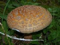 Perlpilz, Foto 95