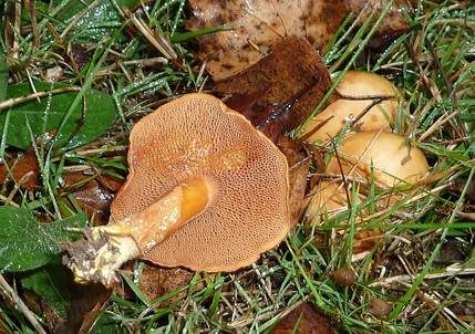 Pfefferröhrling, Foto 4