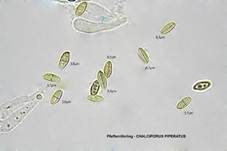 Pfefferröhrling, Foto 29