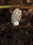 Pferdemist-Tintling, Foto 14