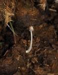 Pferdemist-Tintling, Foto 16
