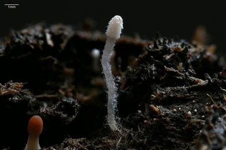 Pferdemist-Tintling, Foto 4