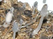 Pferdemist-Tintling, Foto 22
