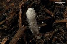 Pferdemist-Tintling, Foto 23