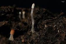 Pferdemist-Tintling, Foto 24