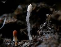 Pferdemist-Tintling, Foto 26