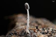 Pferdemist-Tintling, Foto 9