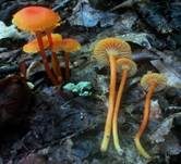 Pfifferlingsähnlicher Saftling, Foto 9