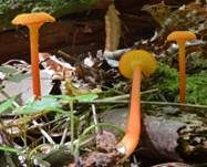 Pfifferlingsähnlicher Saftling, Foto 10