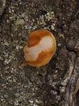 Pflaumen-Feuerschwamm, Foto 21