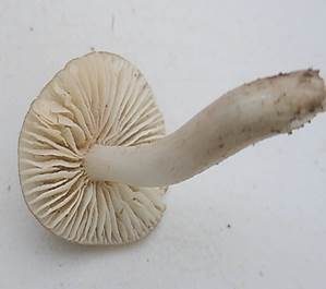 Blassrandiger Saftling, Foto 6